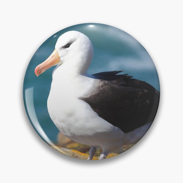 Item preview, Black-browed Albatross - Saunders Island, the Falklands designed and sold by Carole-Anne.