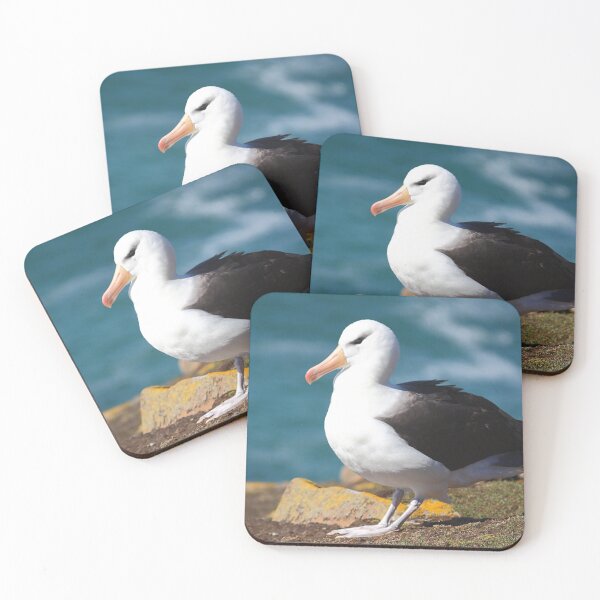 Item preview, Black-browed Albatross - Saunders Island, the Falklands designed and sold by Carole-Anne.
