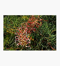 Grevillea annulifera Photographic Print
