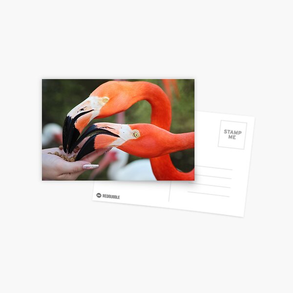 Hand Feeding Flamingos Postcard