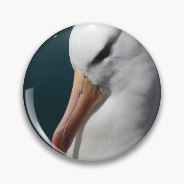 Item preview, Black-browed Albatross - Saunders Island, the Falklands designed and sold by Carole-Anne.