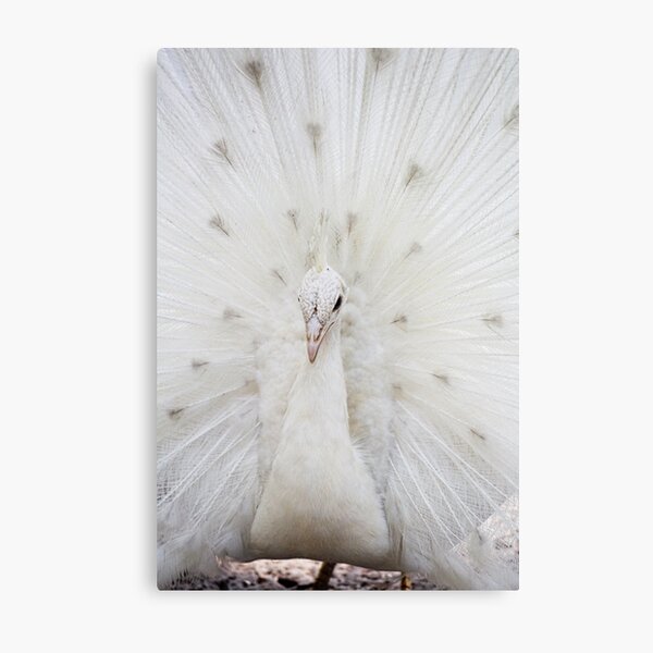 White Peacock Metal Print