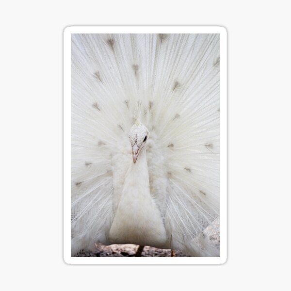 White Peacock Sticker