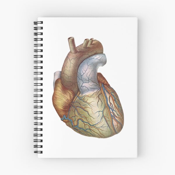 Item preview, Heart, anatomically correct designed and sold by Thomas Terceira.