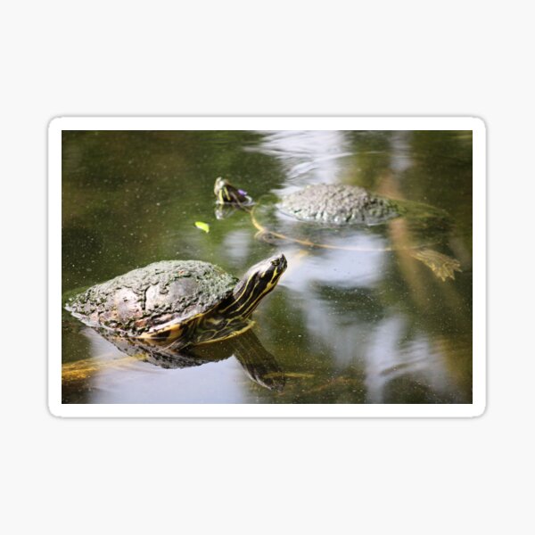 Turtle Reflections Sticker
