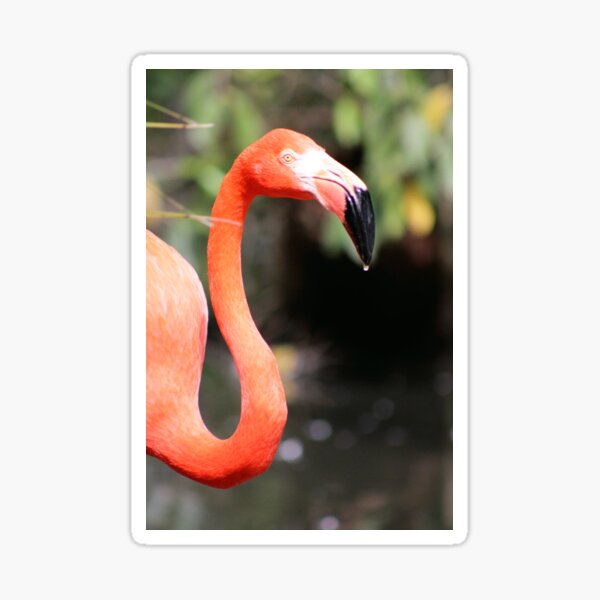 Flamingo Droplet Sticker