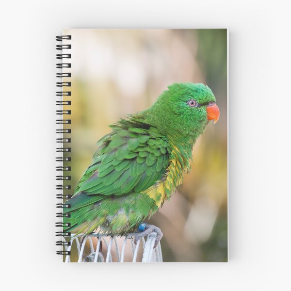 Item preview, Scaly breasted lorikeet 55 designed and sold by kevin Chippindall.