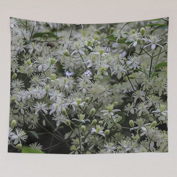 Item preview, Small White Flowers Clematis vitalba - Cool Floral Gift designed and sold by r-silver.