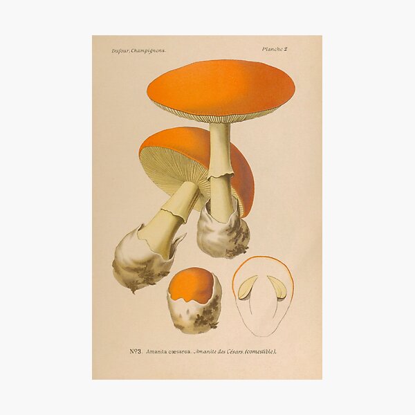 MUSHROOMS Amanita caesarea - Caesar's mushroom Fungi - Vintage Print Kitchen Wall Art Decor Photographic Print