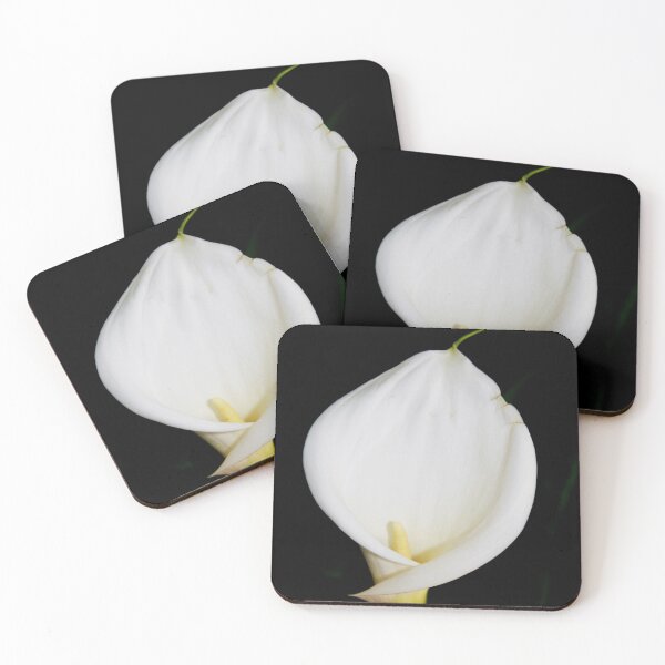 Item preview, Easter White Calla Lily Isolated On Black Photography designed and sold by taiche.
