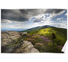 poster bloom rhododendron roan glorious greeting mountain redbubble