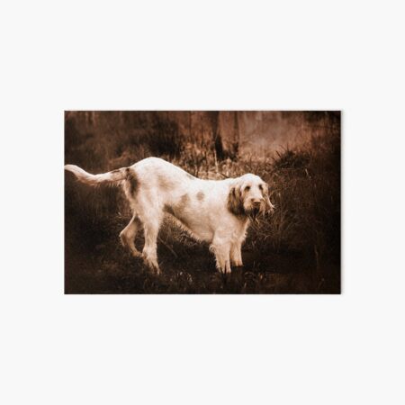 Standing an a swamp Spinone Art Board Print