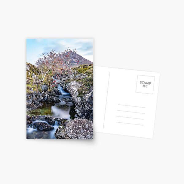 Last of the Rowan Berries Postcard