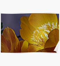 Trollius Macro Poster