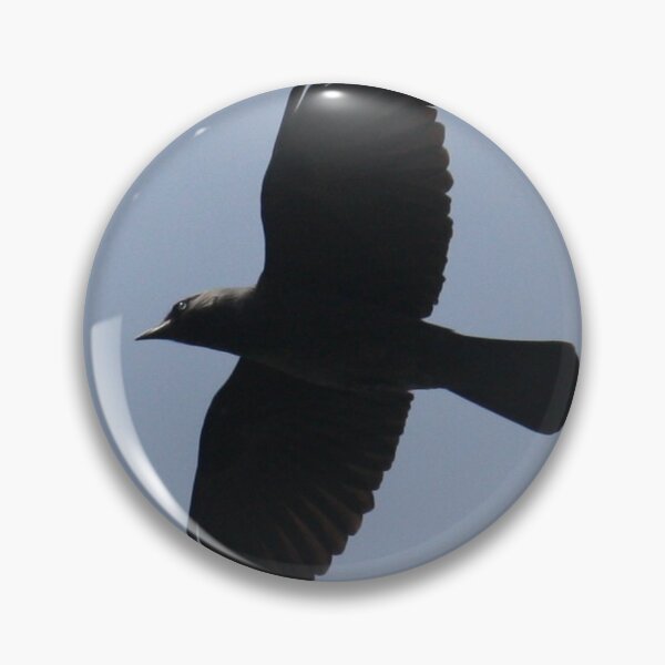 Item preview, Jackdaw In Flight Photograph designed and sold by taiche.