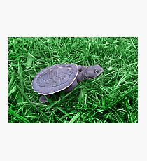 Lámina fotográfica Squirt, Green