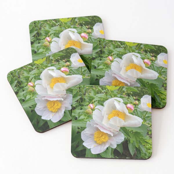 Item preview, Snowdrop Anemone designed and sold by Photos by Phil.