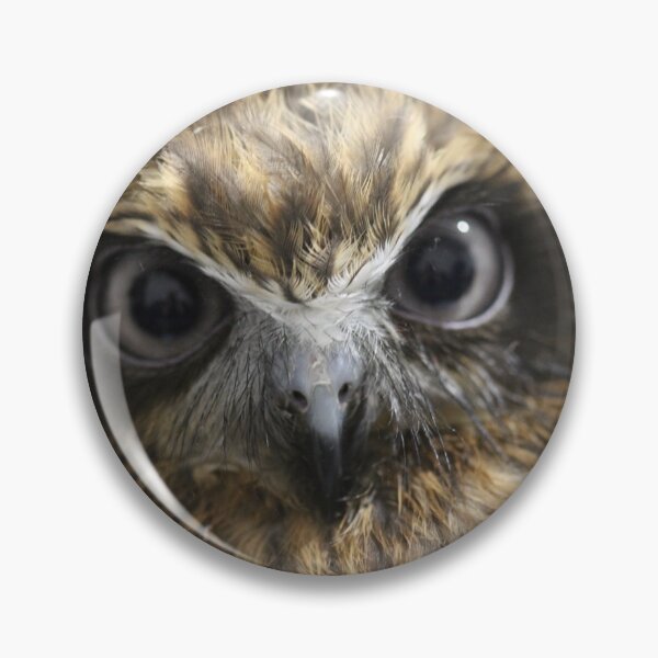 Item preview, Peel Zoo: Ragen the Southern Boobook Owl designed and sold by PeelZoo.