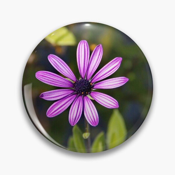Item preview, Purple Aster with Striped Petals designed and sold by Photos by Phil.