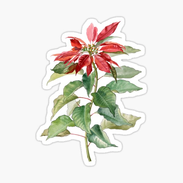 Christmas flower Sticker