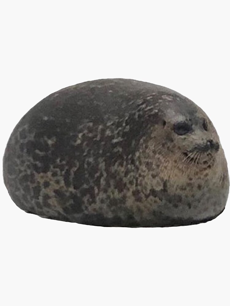 fat chubby seal