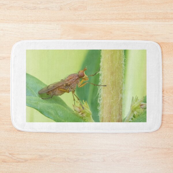 Item preview, Tetanocera ferruginea designed and sold by LaurenTucker.