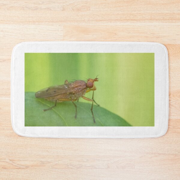 Item preview, Tetanocera ferruginea designed and sold by LaurenTucker.