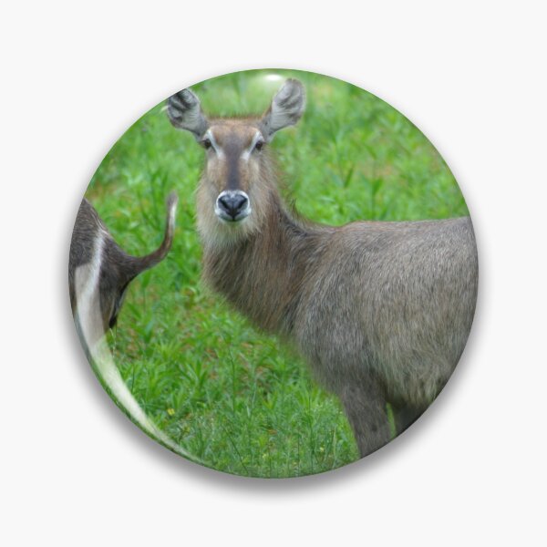 Item preview, Keep Walking... African Water Buck designed and sold by Totallyalive.