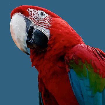 Scarlet Macaw Rainbow Feathers Dad Hat