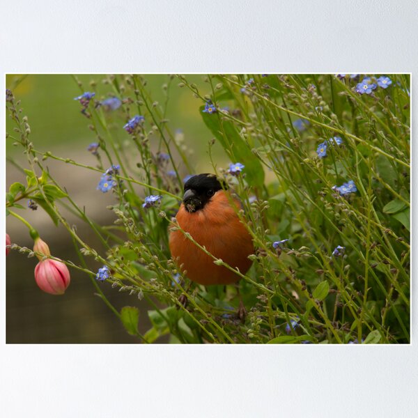 Aperçu de l'œuvre Bullfinch male créée et vendue par Jon Lees.