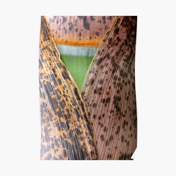 Opening to grow Poster
