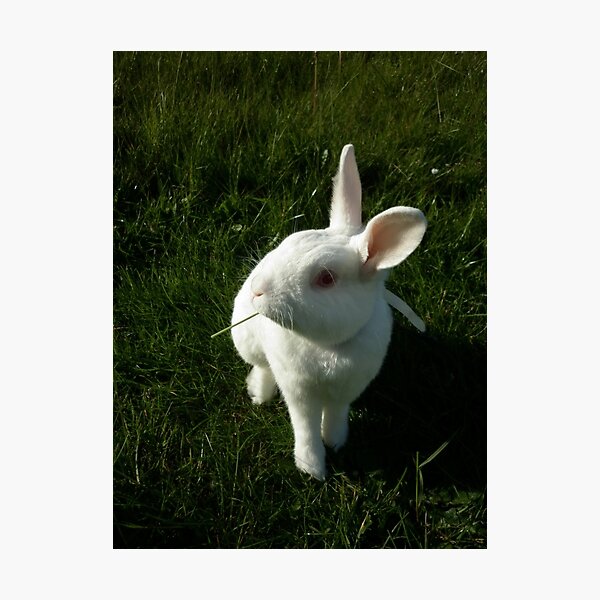 Gentleman Bunny Photographic Print