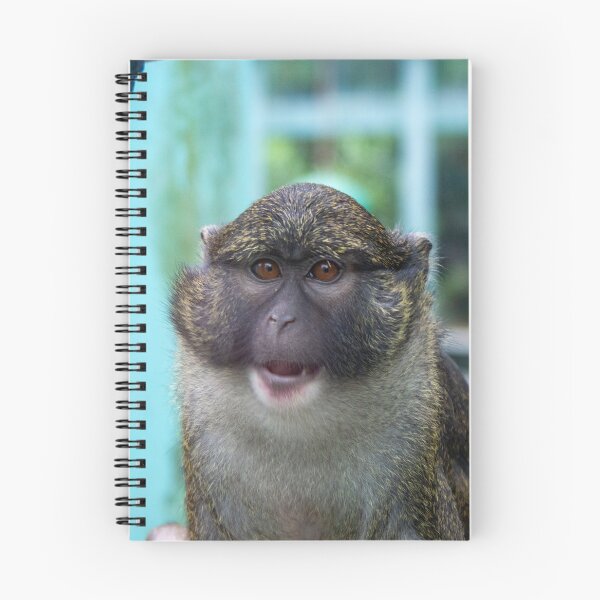Item preview, Allen's Swamp Monkey at the National Zoo designed and sold by Zoo and Nature Photography by Karie.