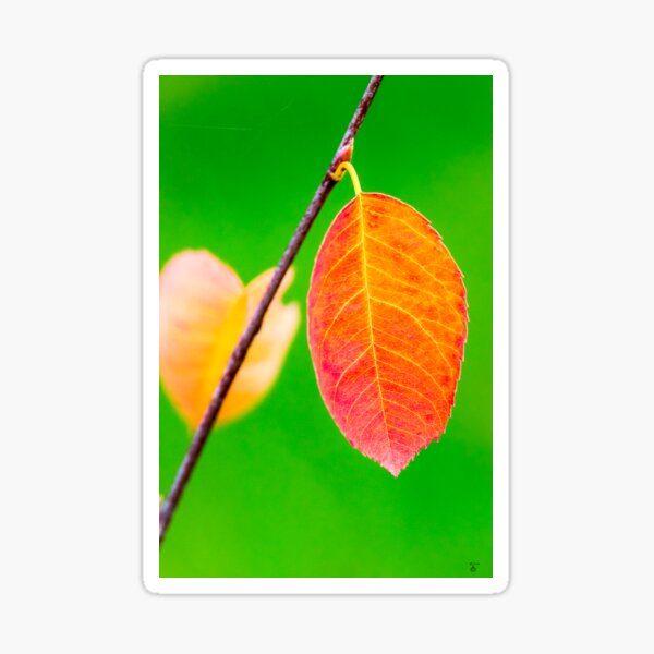 Item preview, Autumn orange leaf with green background designed and sold by iCimages.net.