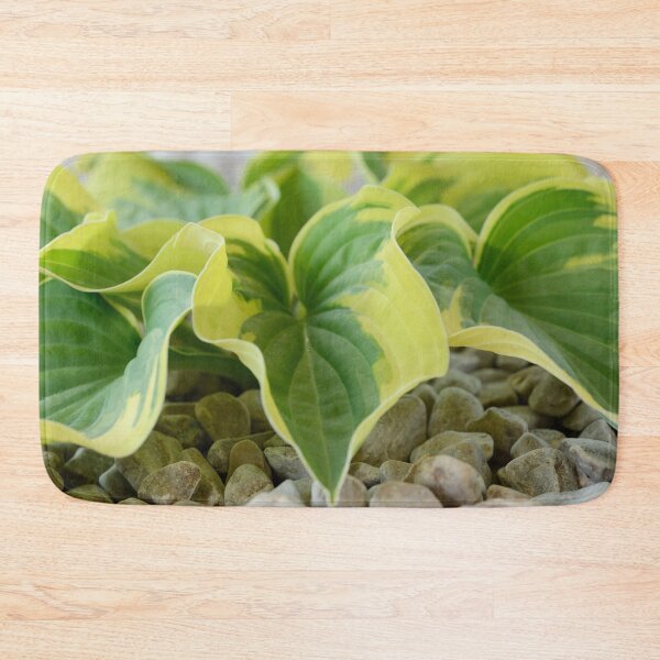 Item preview, Hosta  'Wide Brim'  Plantain lily   designed and sold by Chris Burrows.