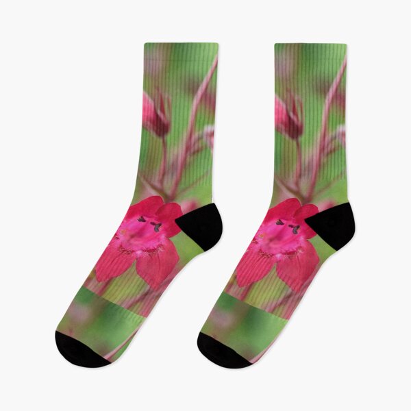 Item preview, Penstemon  'Andenken an Friedrich Hahn'  'Garnet'  Beard-tongue   designed and sold by Chris Burrows.
