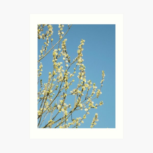 Willow Flowers Art Print