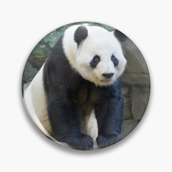 Zoo Atlanta Panda Rolls Enamel Pin Set