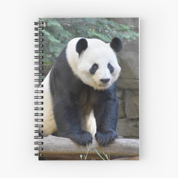 Item preview, Giant Panda Yang Yang at Zoo Atlanta designed and sold by Zoo and Nature Photography by Karie.