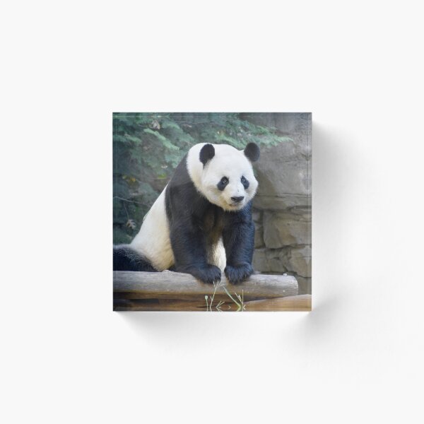Item preview, Giant Panda Yang Yang at Zoo Atlanta designed and sold by Zoo and Nature Photography by Karie.