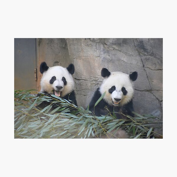 Giant Pandas Ya Lun and Xi Lun at Zoo Atlanta Photographic Print