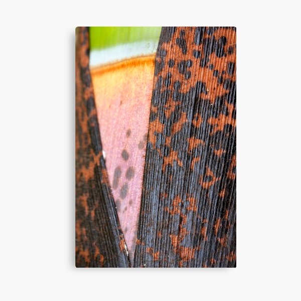 entrouvert Canvas Print
