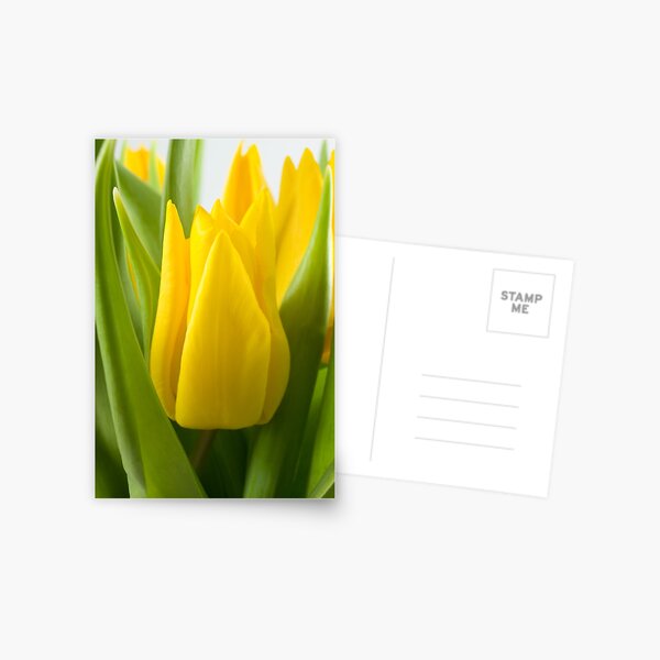 Yellow tulip crown Postcard