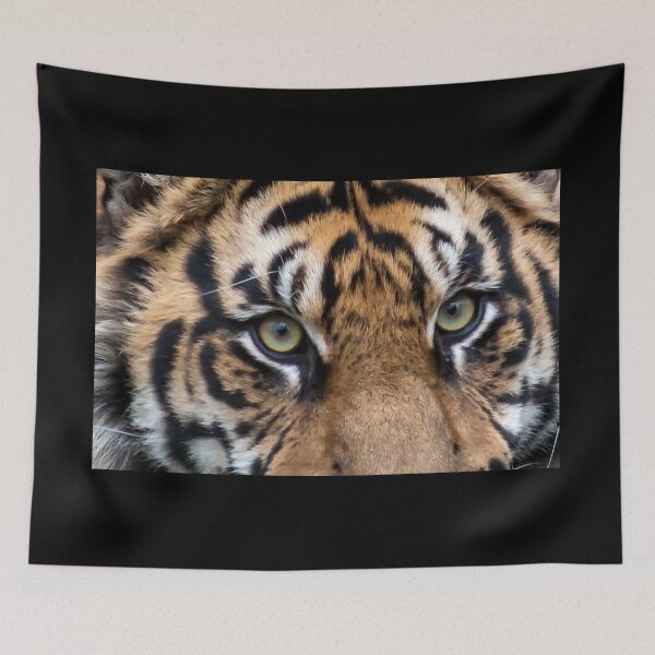 Item preview, Sumatran Tiger at the National Zoo designed and sold by Zoo and Nature Photography by Karie.