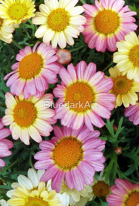 "Spring Daisies Blooming" by BluedarkArt | Redbubble