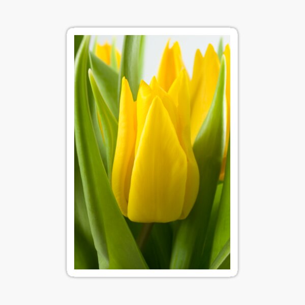 Yellow tulip crown Sticker