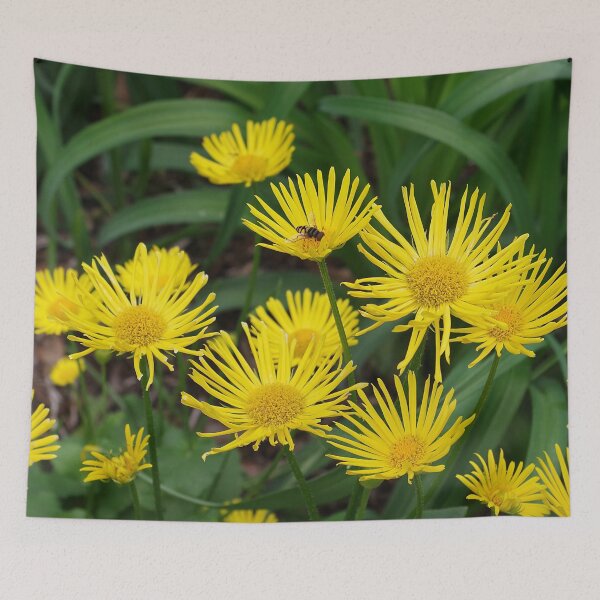 Item preview, Leopard's Bane, Doronicum - Golden light in the garden designed and sold by rvjames.