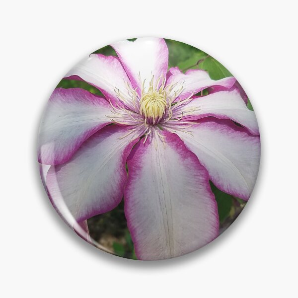 Item preview, Stunning two-tone Clematis flowers designed and sold by rvjames.