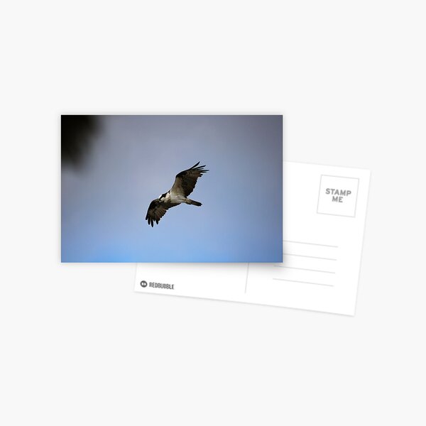 Osprey in Flight Postcard