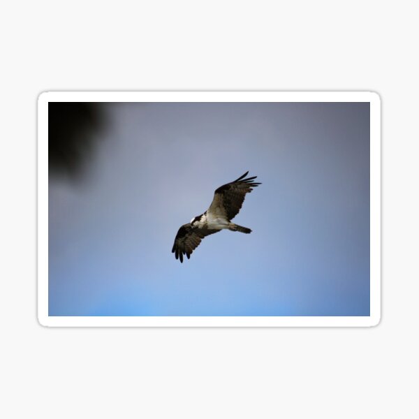 Osprey in Flight Sticker